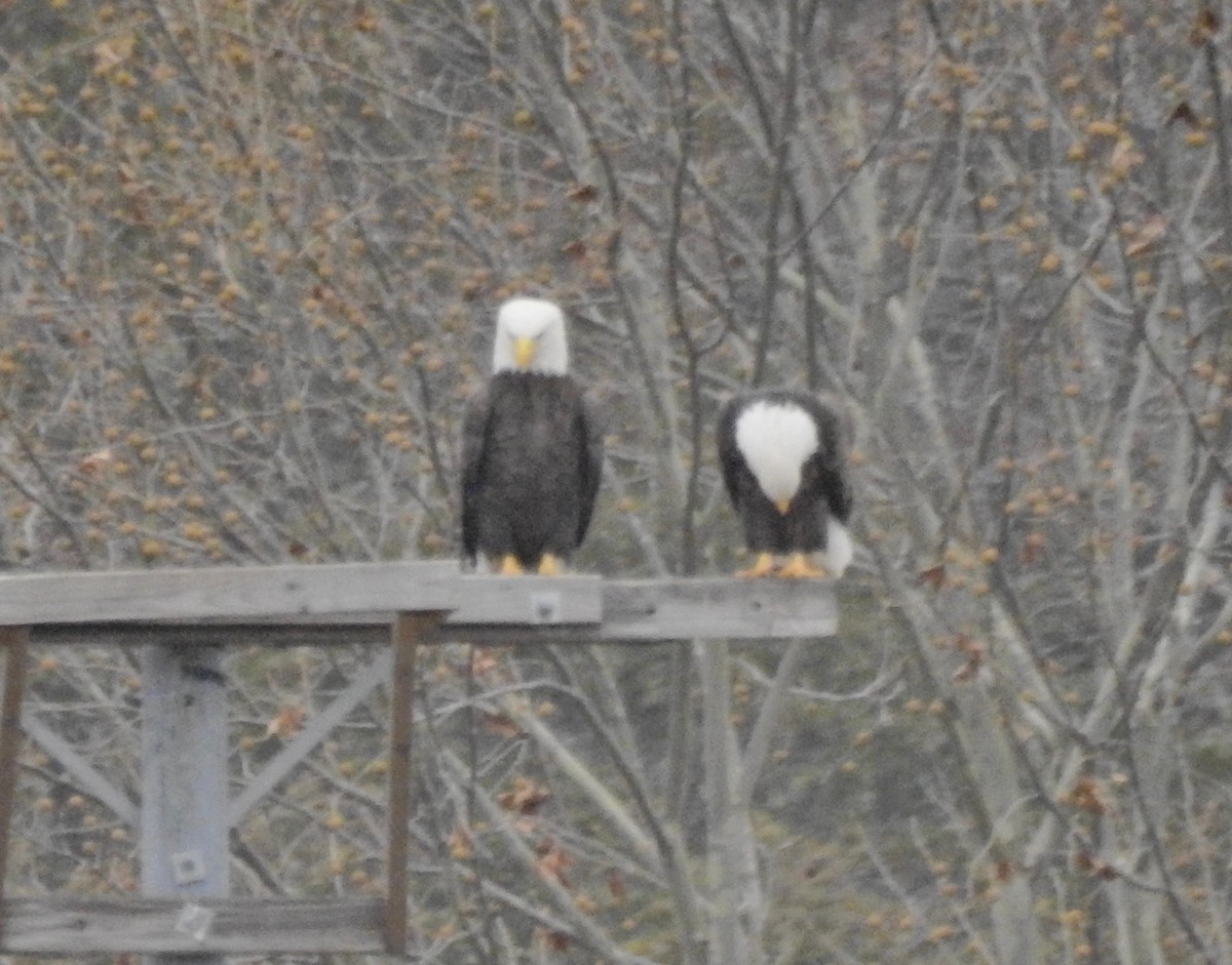 Bald Eagle - ML42693141