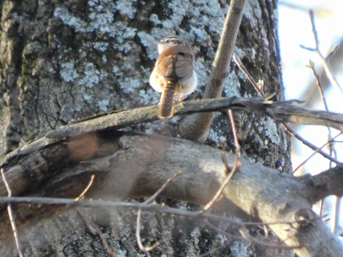 Carolina Wren - ML426931451