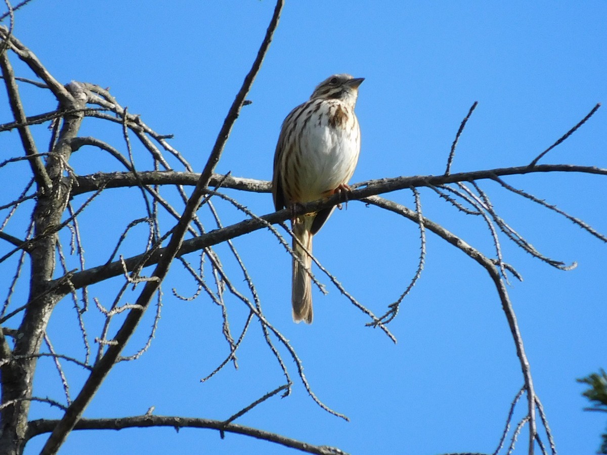 Song Sparrow - ML426931601