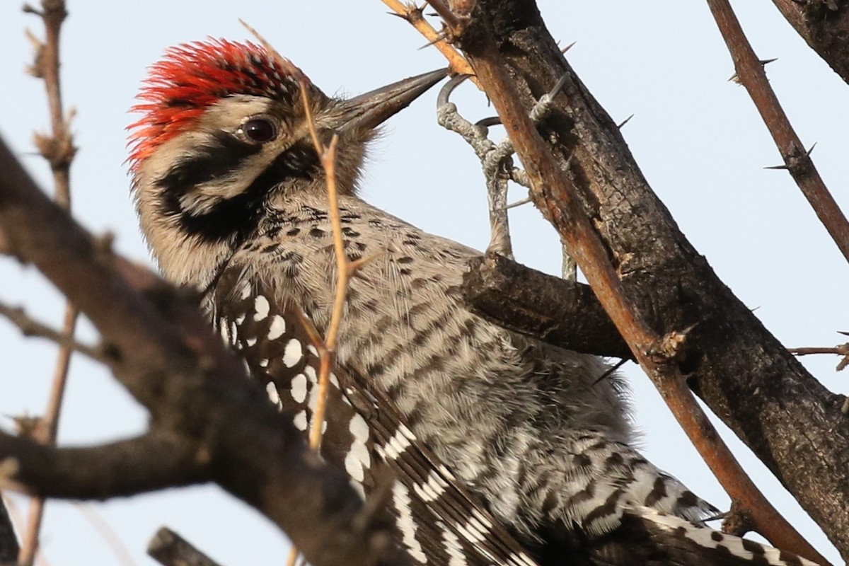 Ladder-backed Woodpecker - Lindsay Story