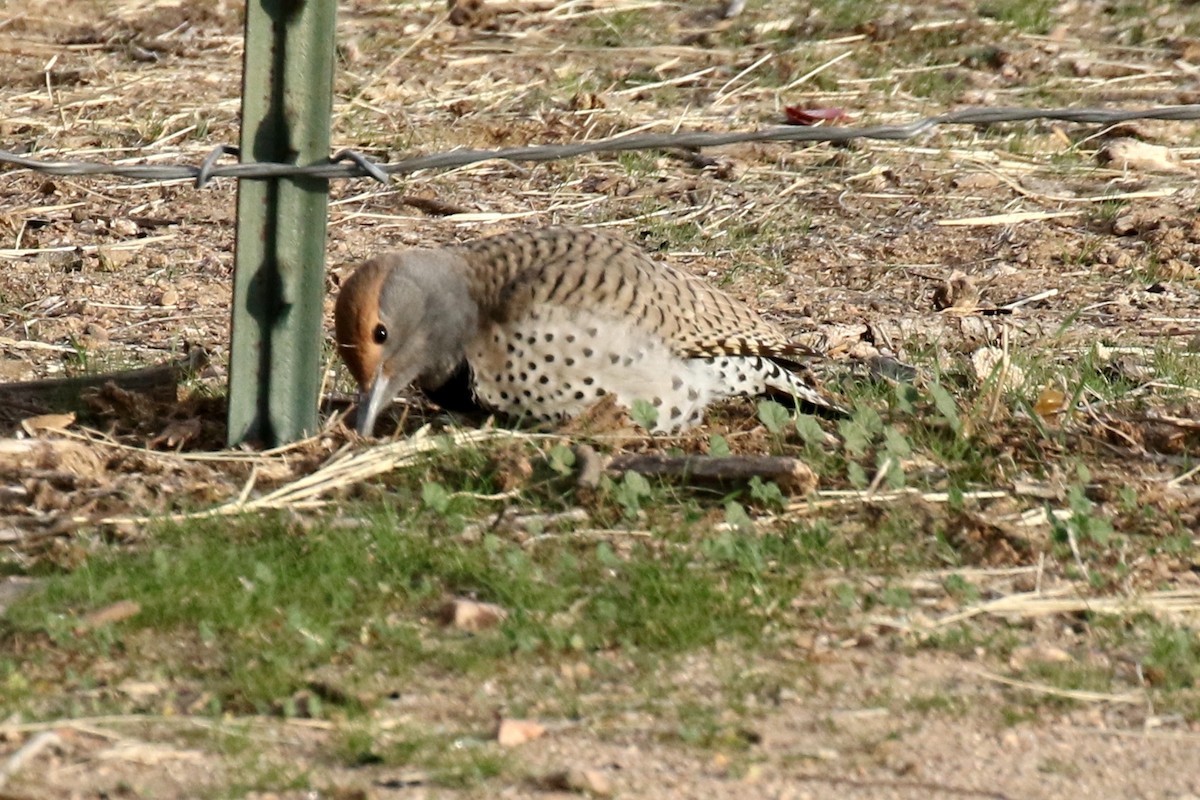 datel zlatokřídlý - ML42693321