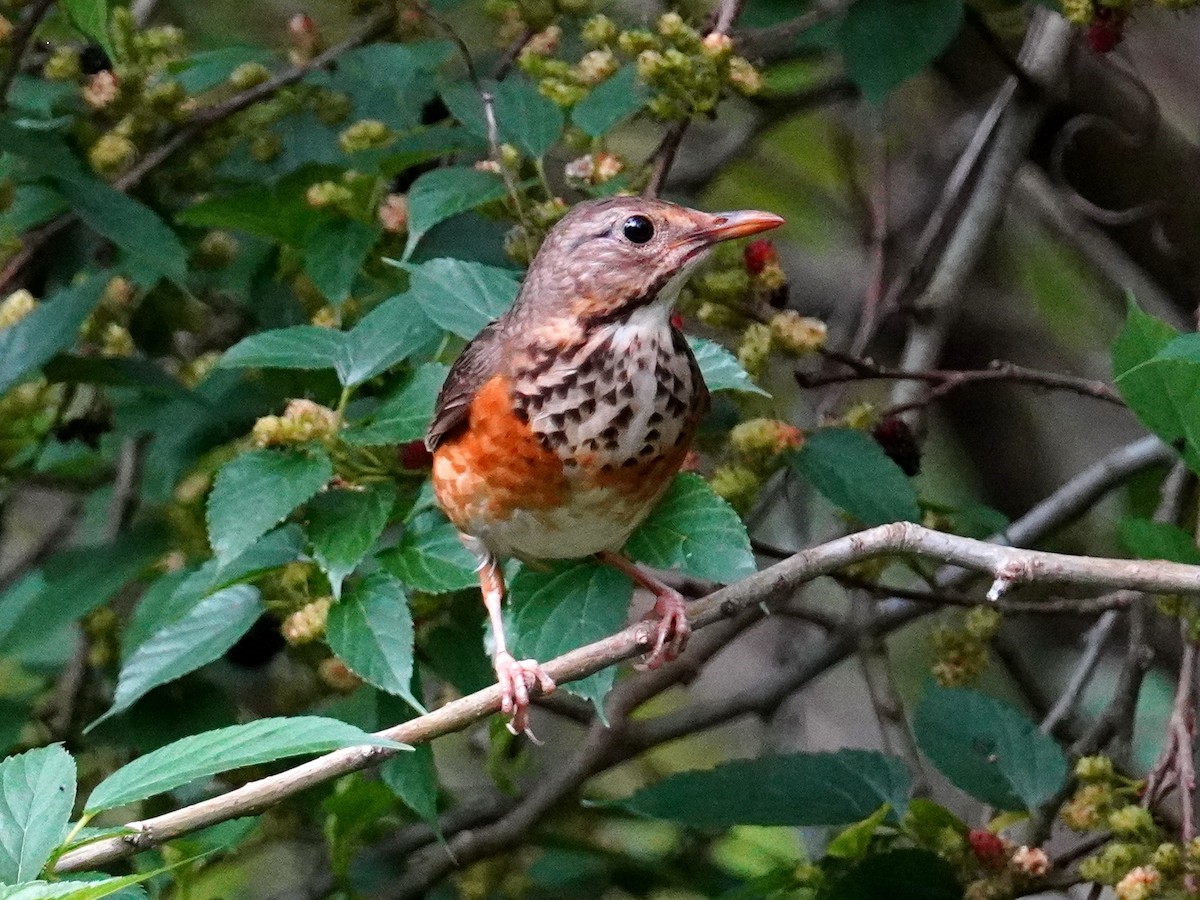 Gray-backed Thrush - ML426933251