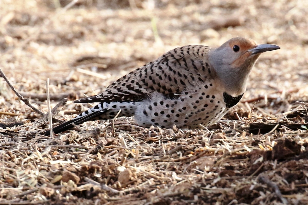 Northern Flicker - Lindsay Story