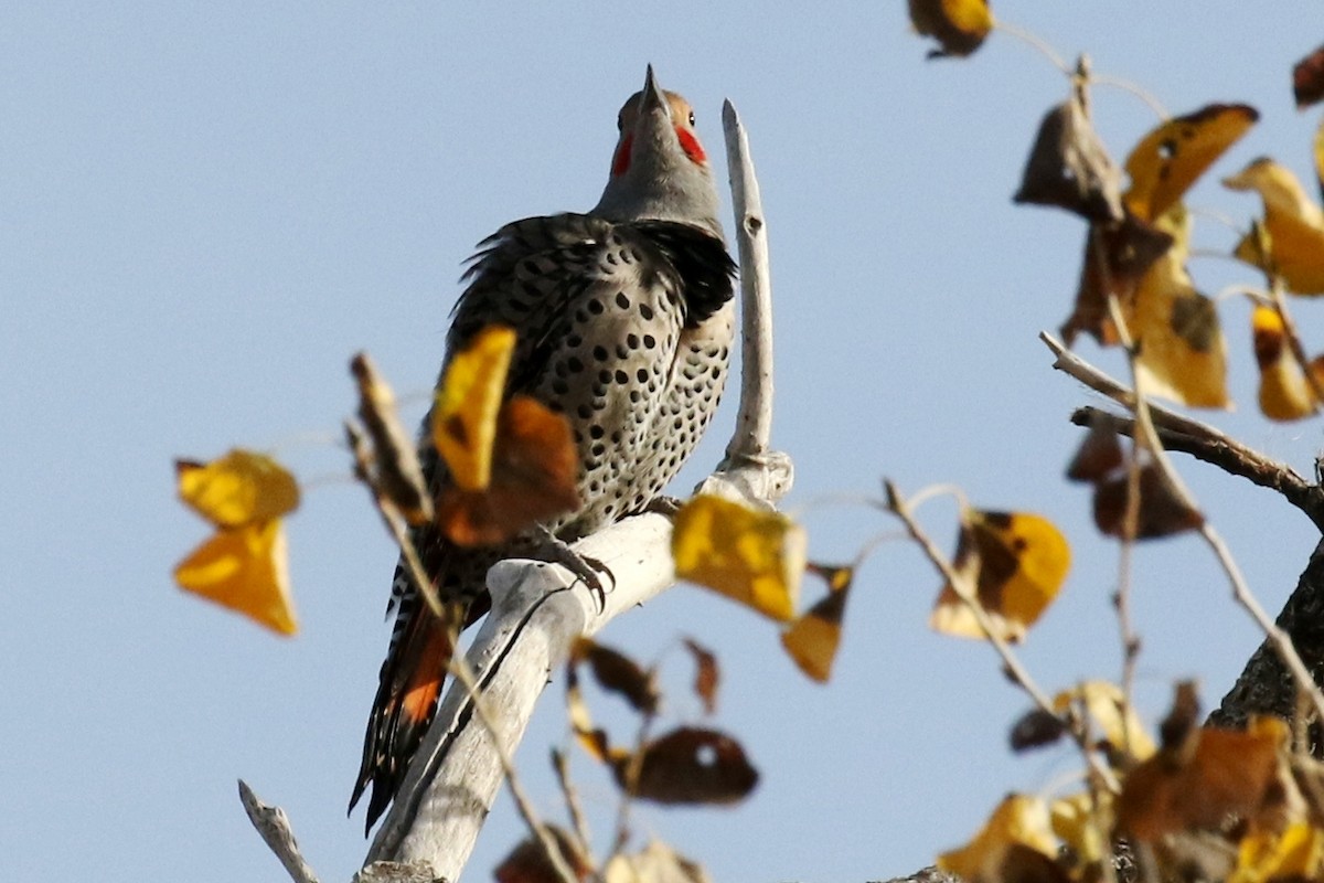 Northern Flicker - ML42693391