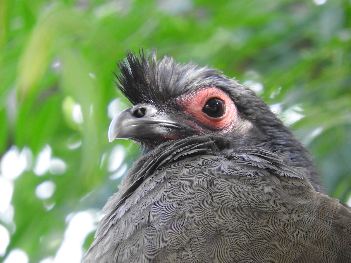 Rufous-bellied Chachalaca - Cole Gaerber