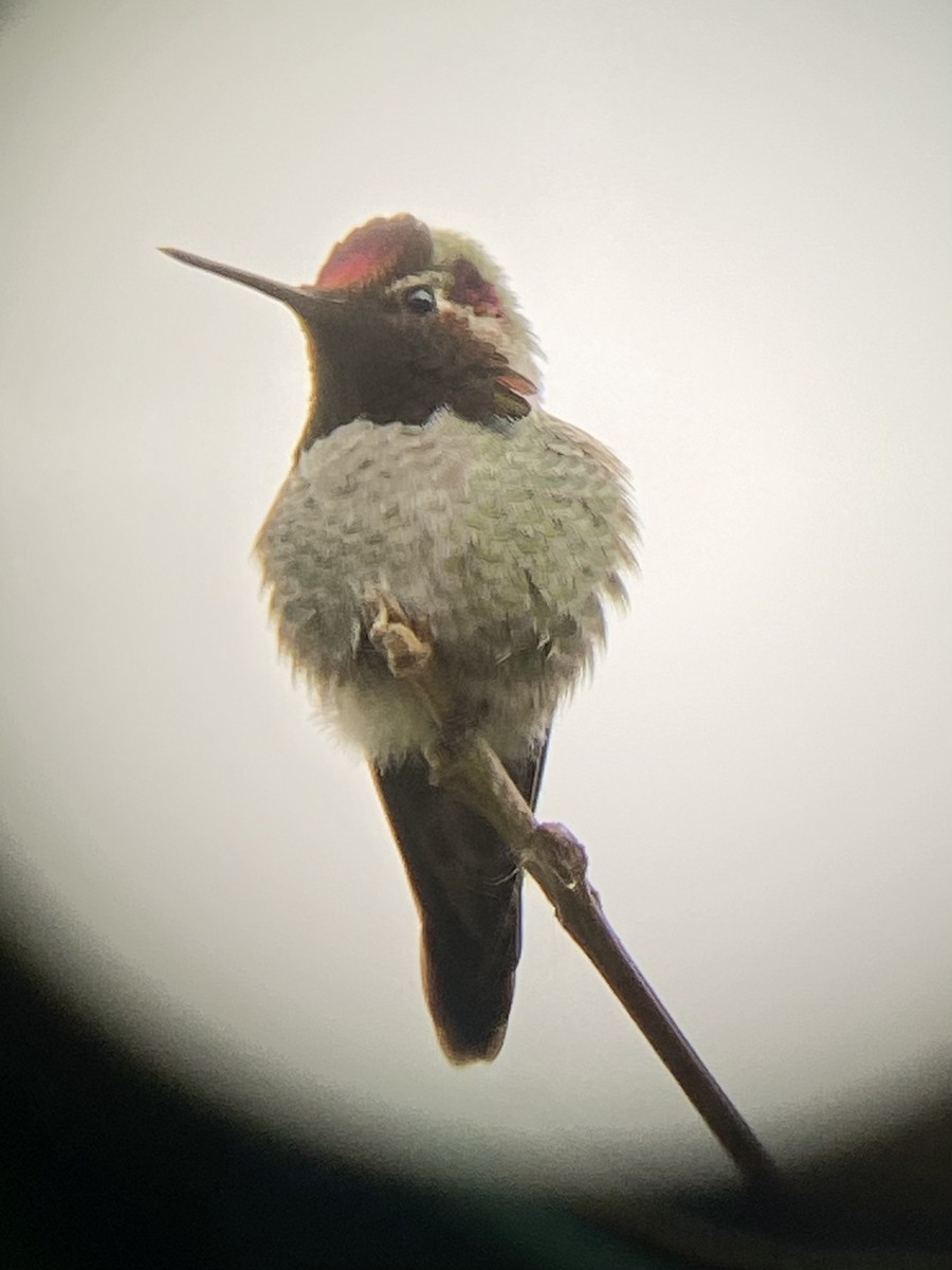 Anna's Hummingbird - ML426935751