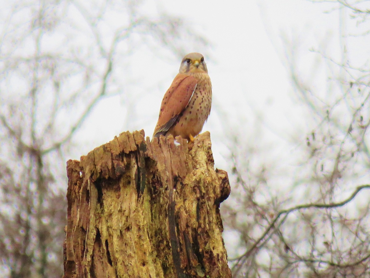 Eurasian Kestrel - Thomas Gibson