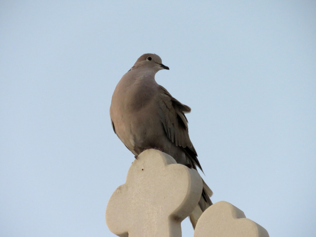 Eurasian Collared-Dove - ML426937081