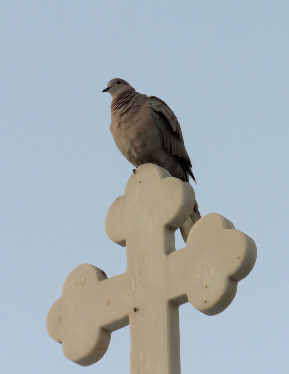 Eurasian Collared-Dove - ML426937121