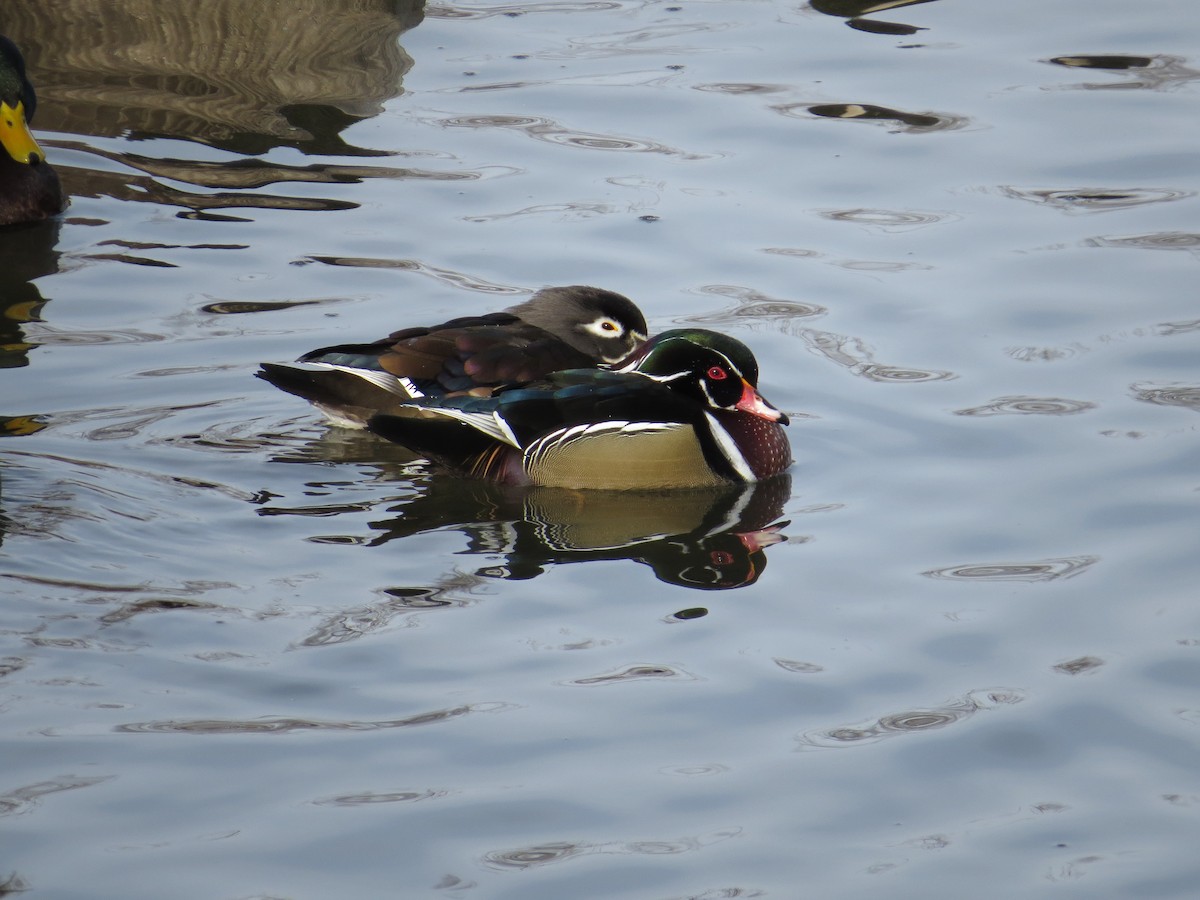 Wood Duck - Matthew Garvin