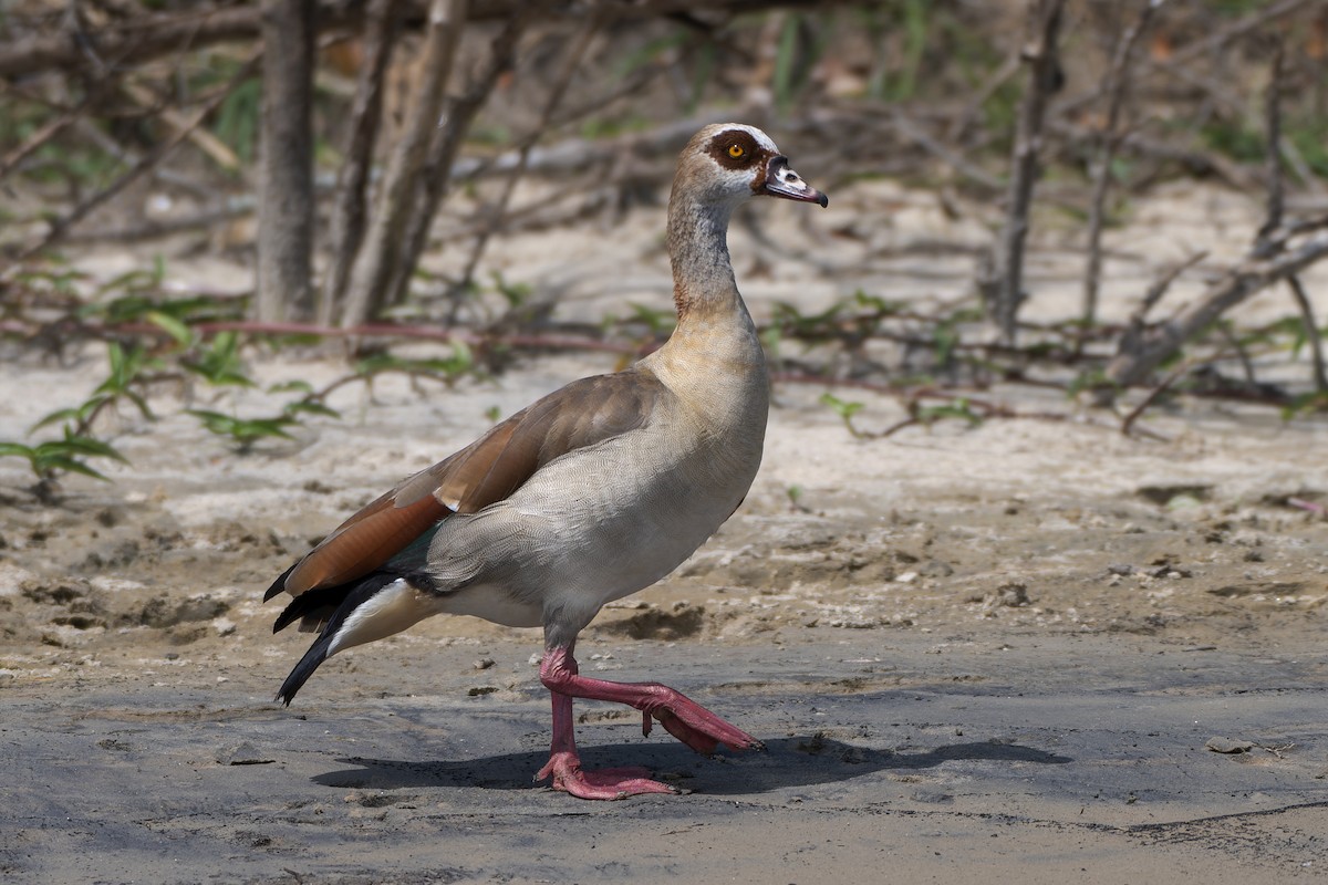 Egyptian Goose - Jeff Maw