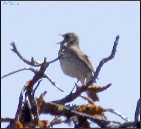 Gray-cheeked Thrush - ML42694251