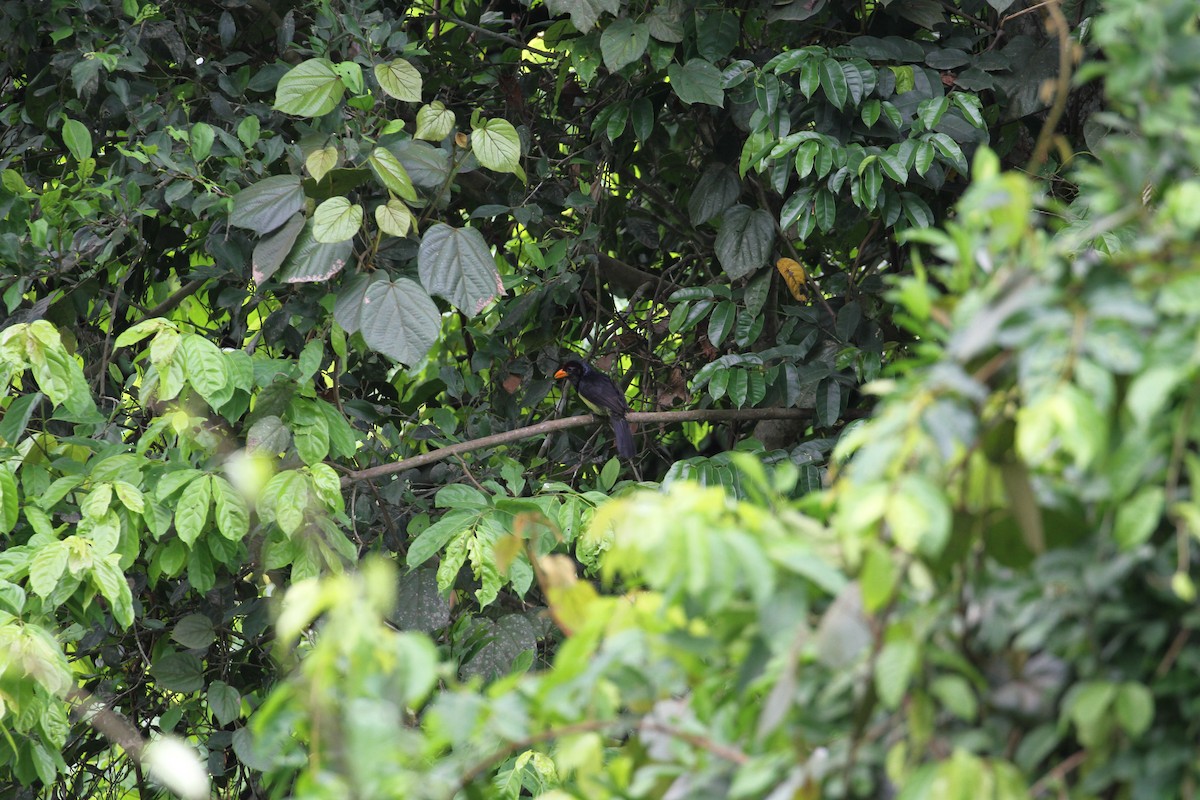 Western Yellow-billed Barbet - ML426942901