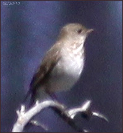 Gray-cheeked Thrush - ML42694291