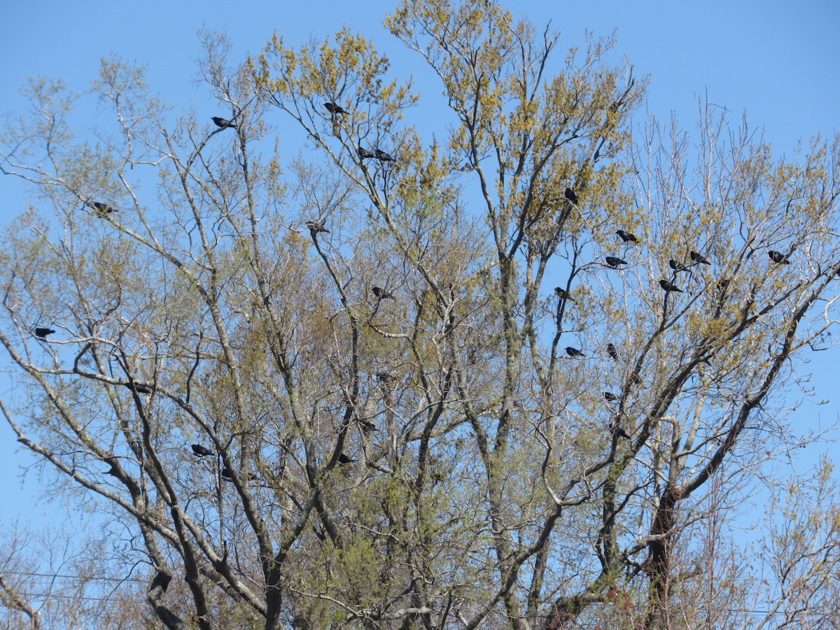 Fish Crow - ML426943011