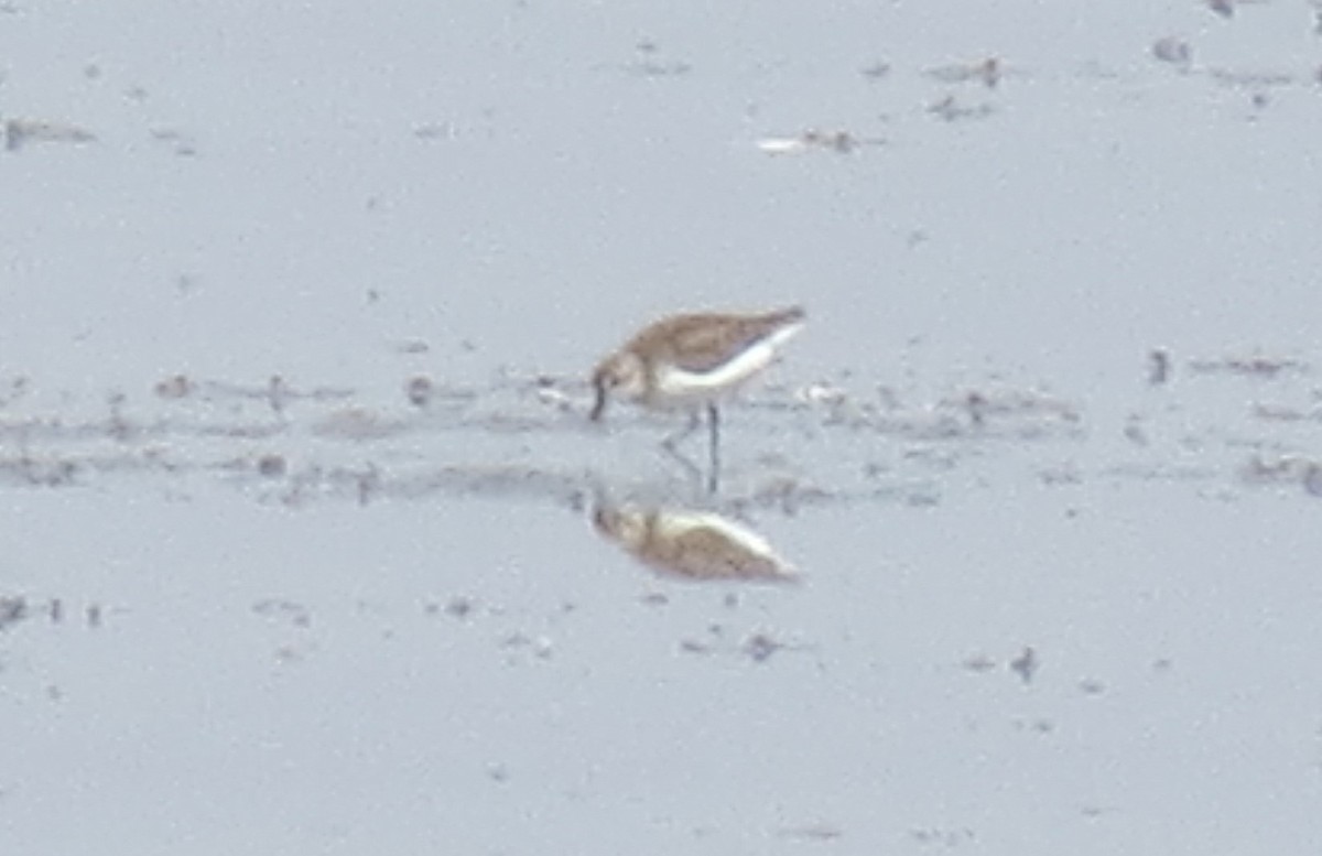 Semipalmated Sandpiper - ML426943371