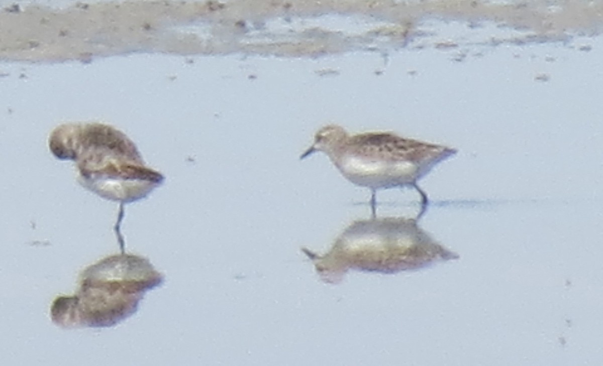 Semipalmated Sandpiper - ML426943381