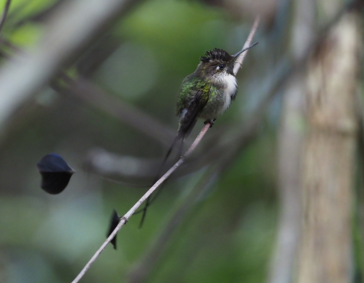 Marvelous Spatuletail - ML426943751