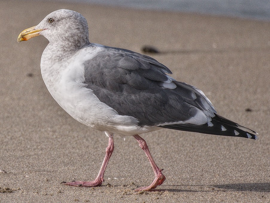 Western x Glaucous-winged Gull (hybrid) - Michael Rieser