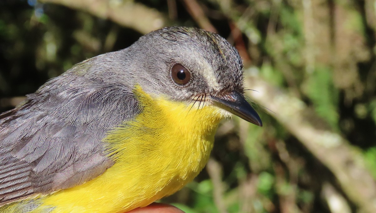 Gray-and-gold Warbler - sylvain Uriot