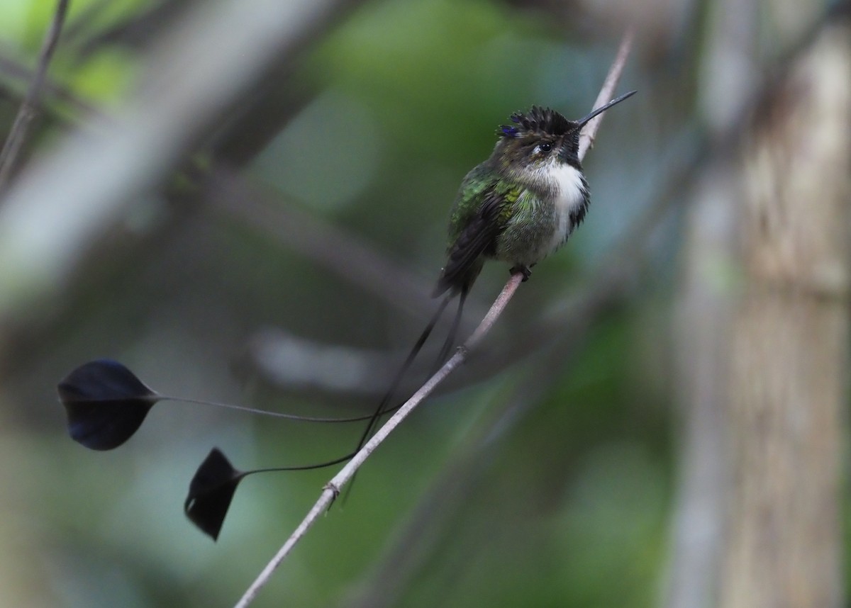 kolibřík podivuhodný - ML426944001