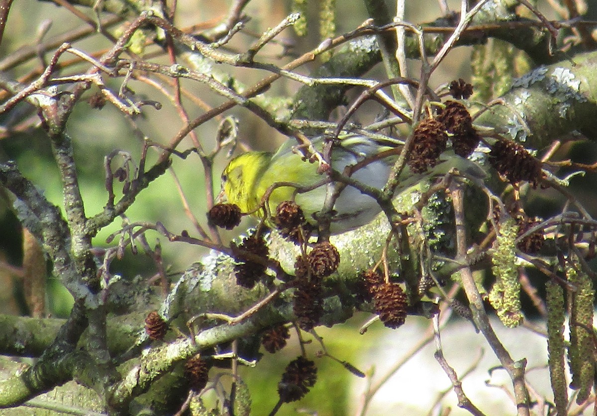 Eurasian Siskin - ML426945021