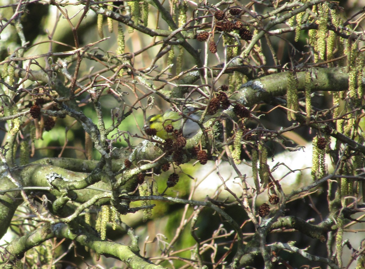 Eurasian Siskin - Josh Hedley