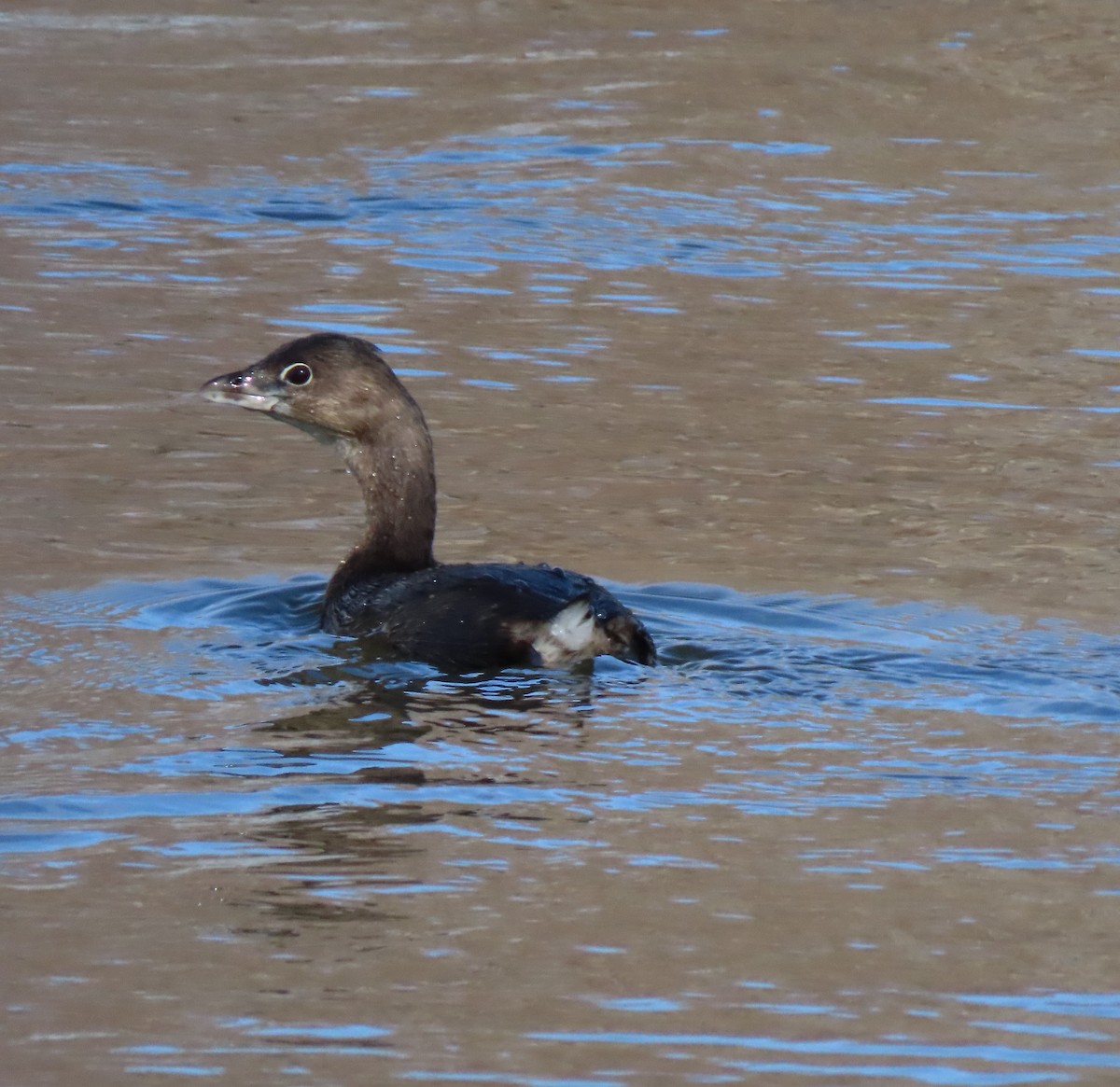 Pied-billed Grebe - ML426946261