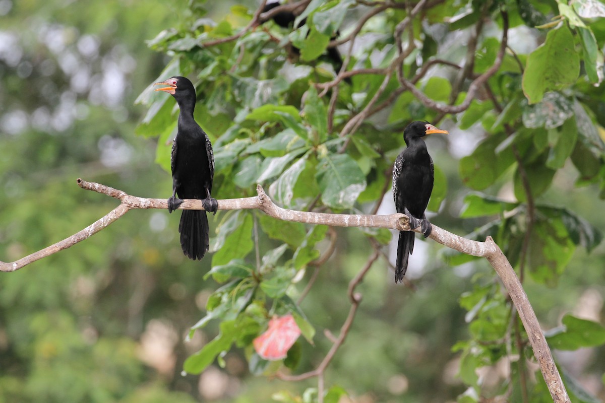 Long-tailed Cormorant - Juan María Domínguez Robledo