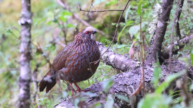 Buffy-crowned Wood-Partridge - ML426946981