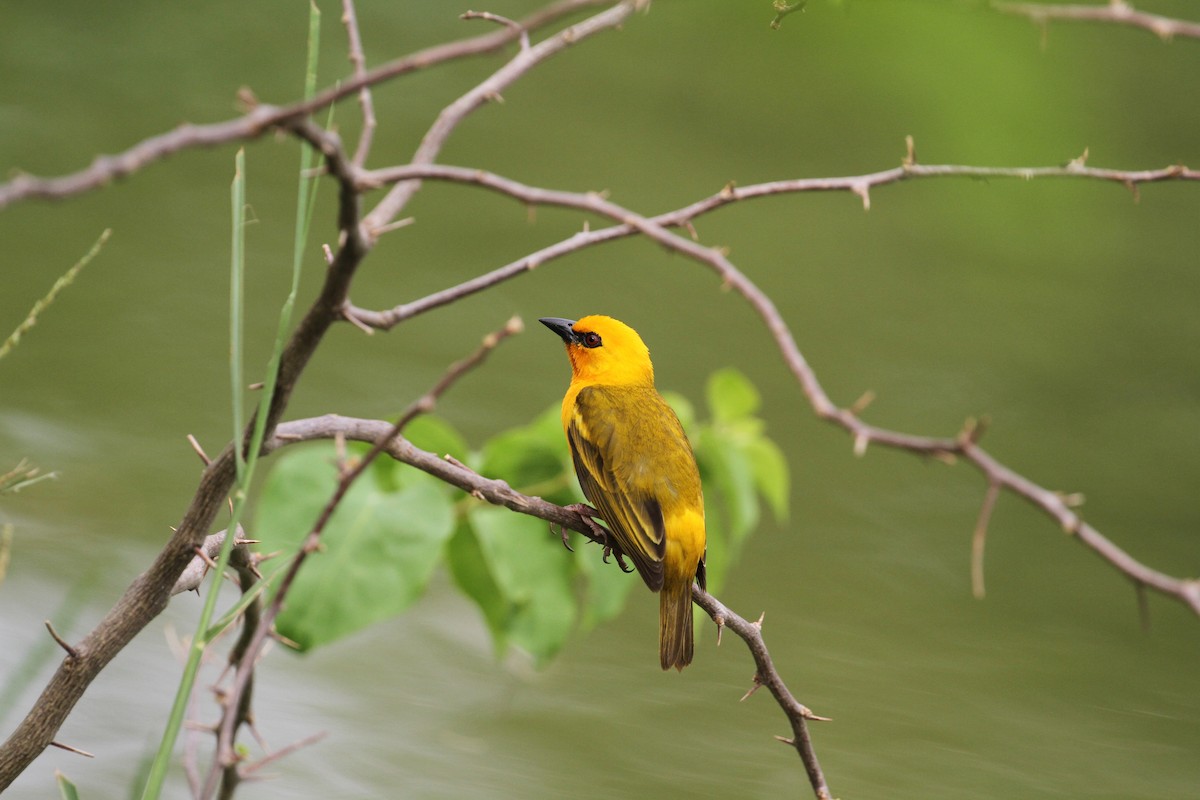 Orange Weaver - ML426947281