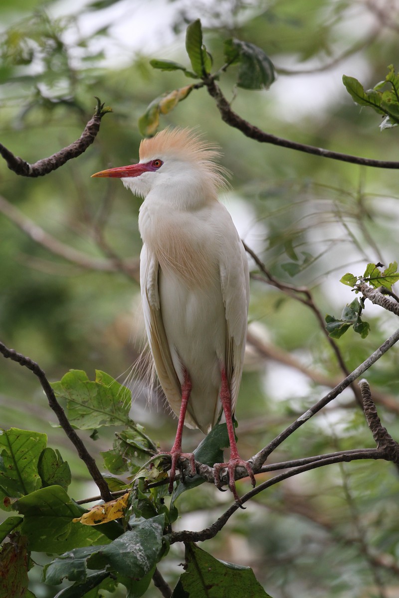 Western Cattle Egret - ML426947641