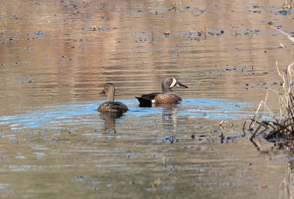 Blue-winged Teal - ML426947951