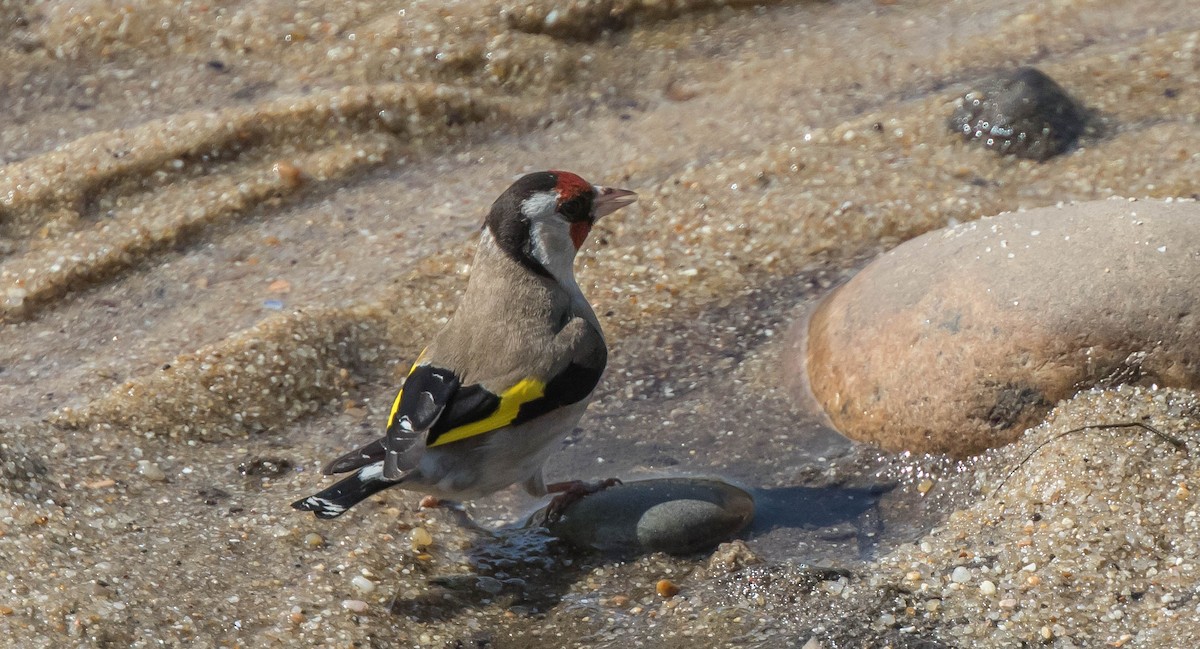 European Goldfinch - ML426947961