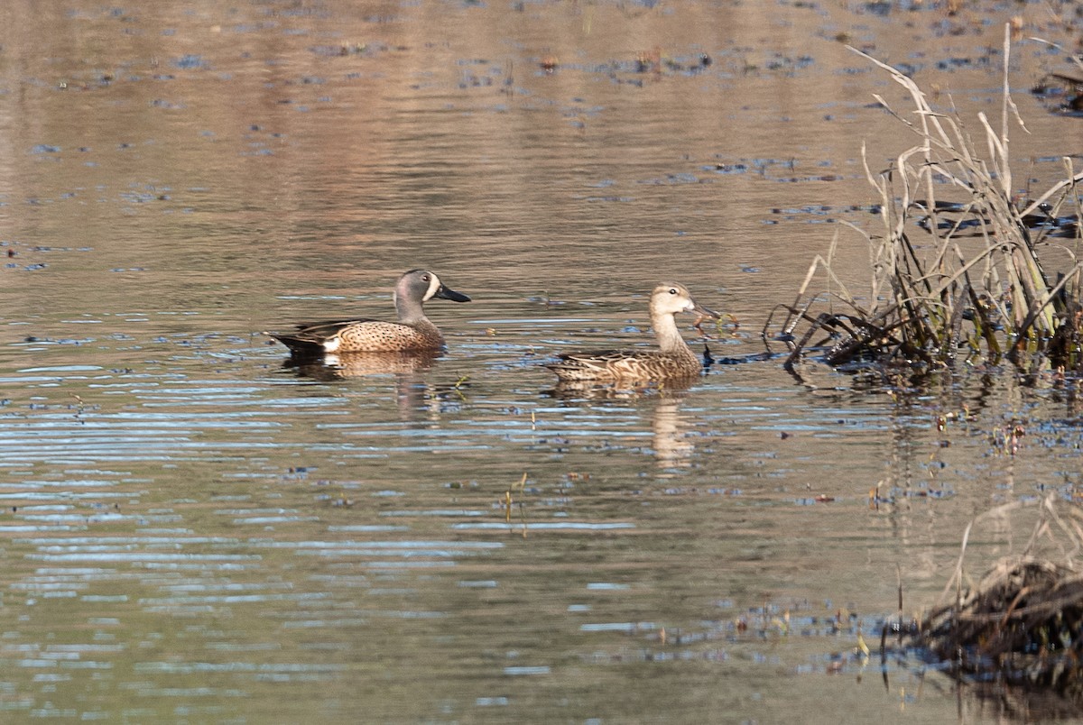Blue-winged Teal - ML426947971