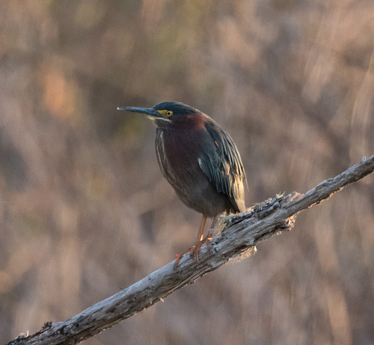 Green Heron - ML426948241