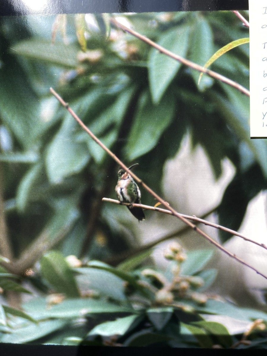 Grünbrust-Mangokolibri - ML426948981