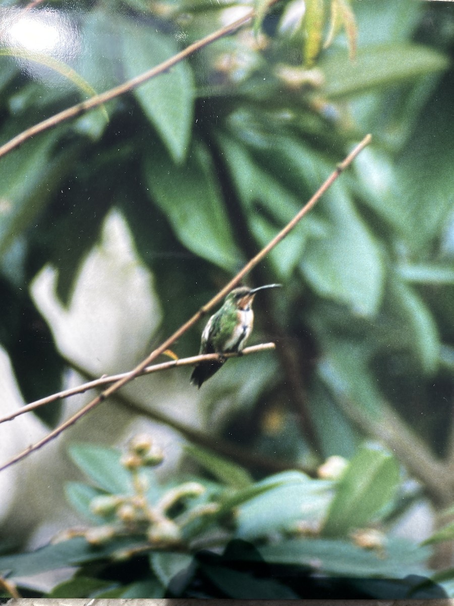 Green-breasted Mango - ML426949181