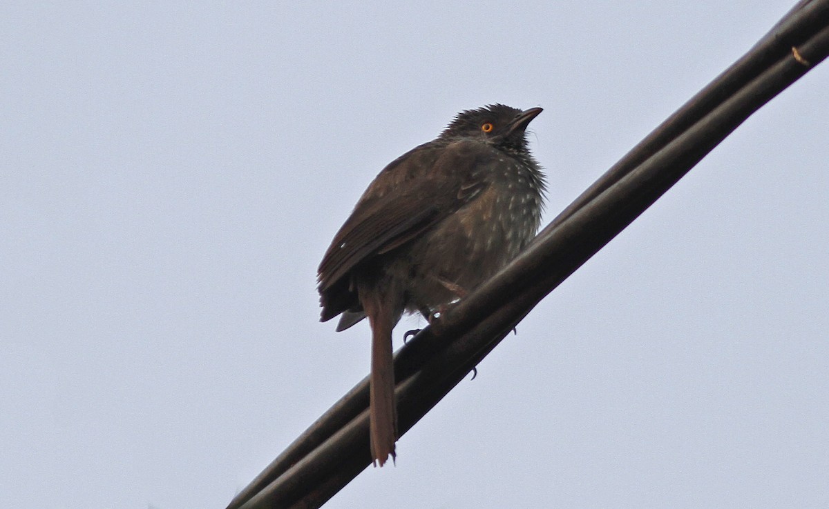 Arrow-marked Babbler - ML426950131