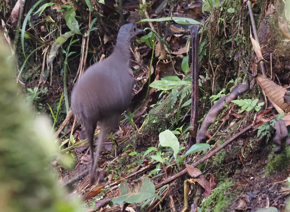 Hooded Tinamou - ML426950791