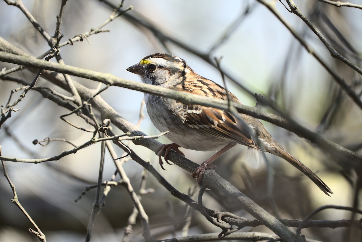 White-throated Sparrow - ML426951821