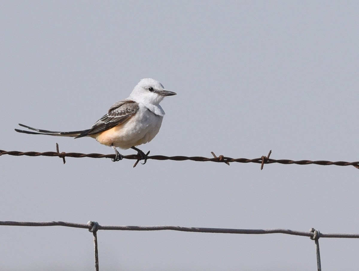 Scissor-tailed Flycatcher - ML426952001