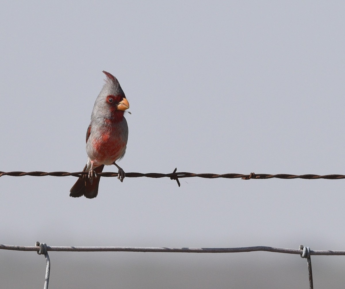 Pyrrhuloxia - ML426952031