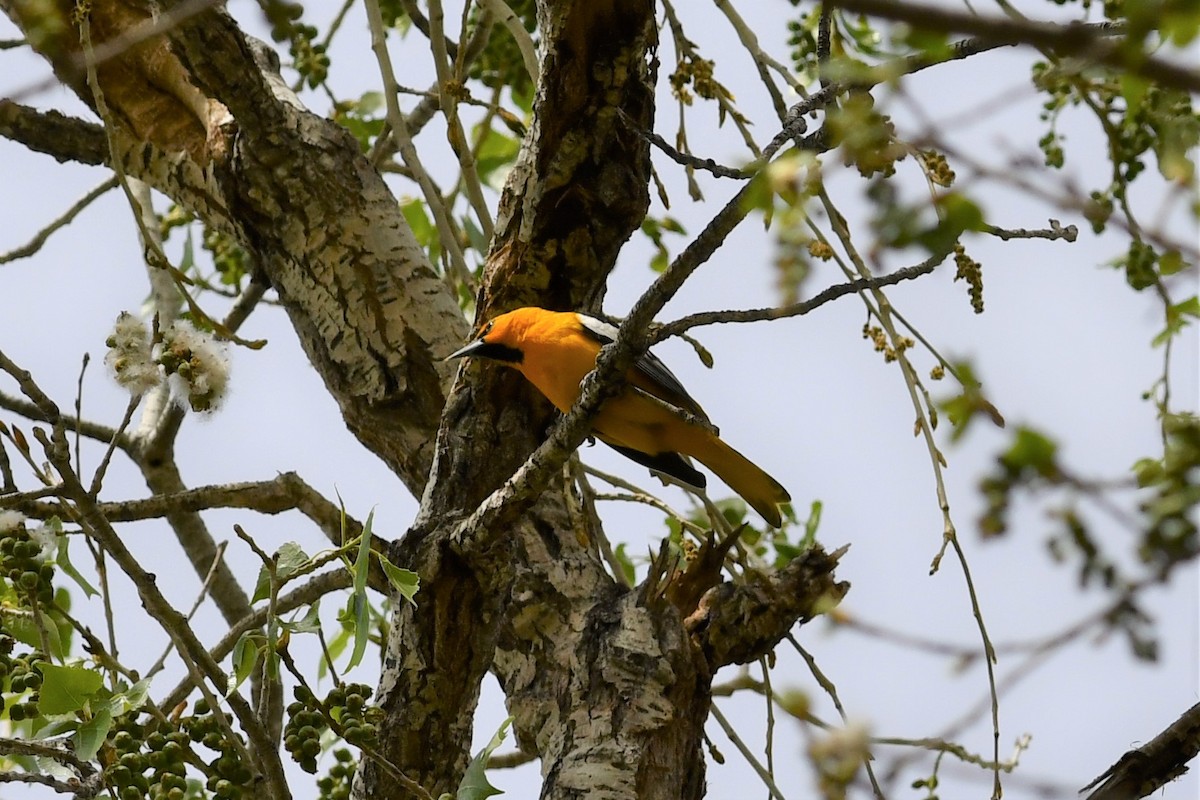 Bullock's Oriole - ML426952071