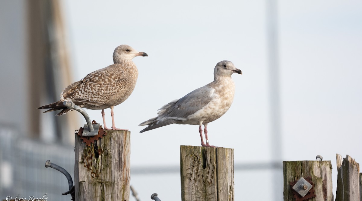 Gaviota Argéntea (europea) - ML426952481