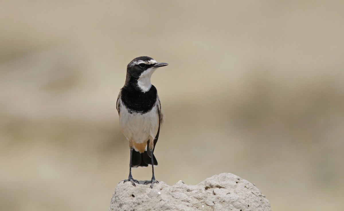 Capped Wheatear - ML426952501