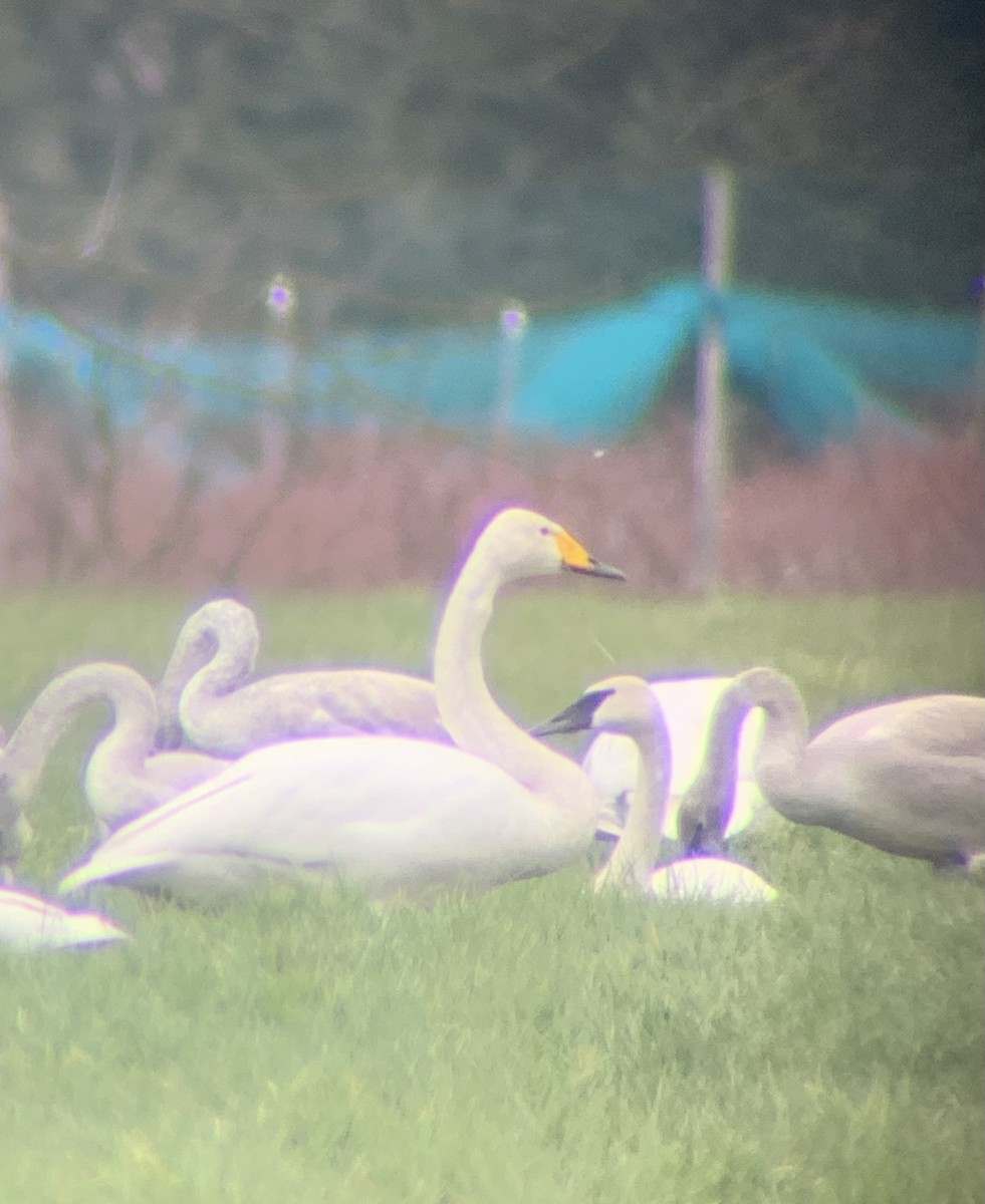 Whooper Swan - ML426954271