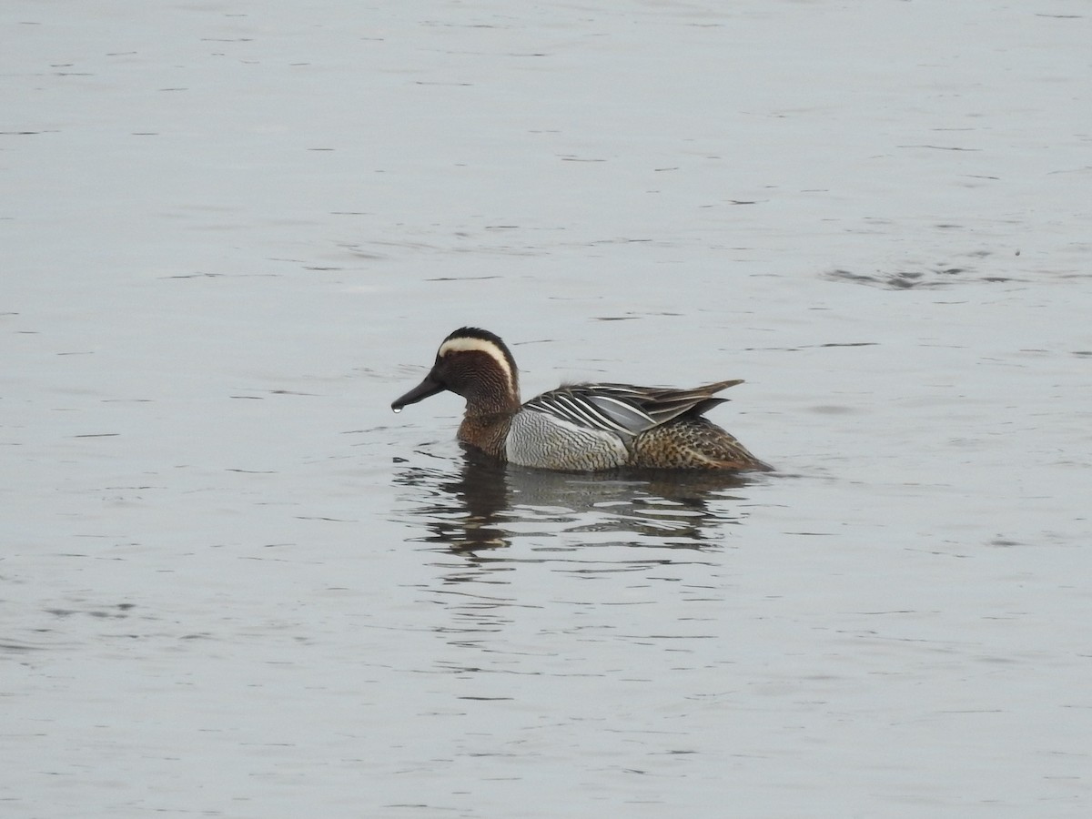 Garganey - ML426954661