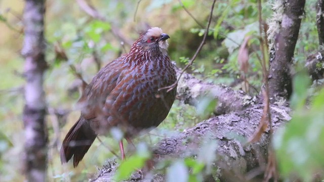 Buffy-crowned Wood-Partridge - ML426955411