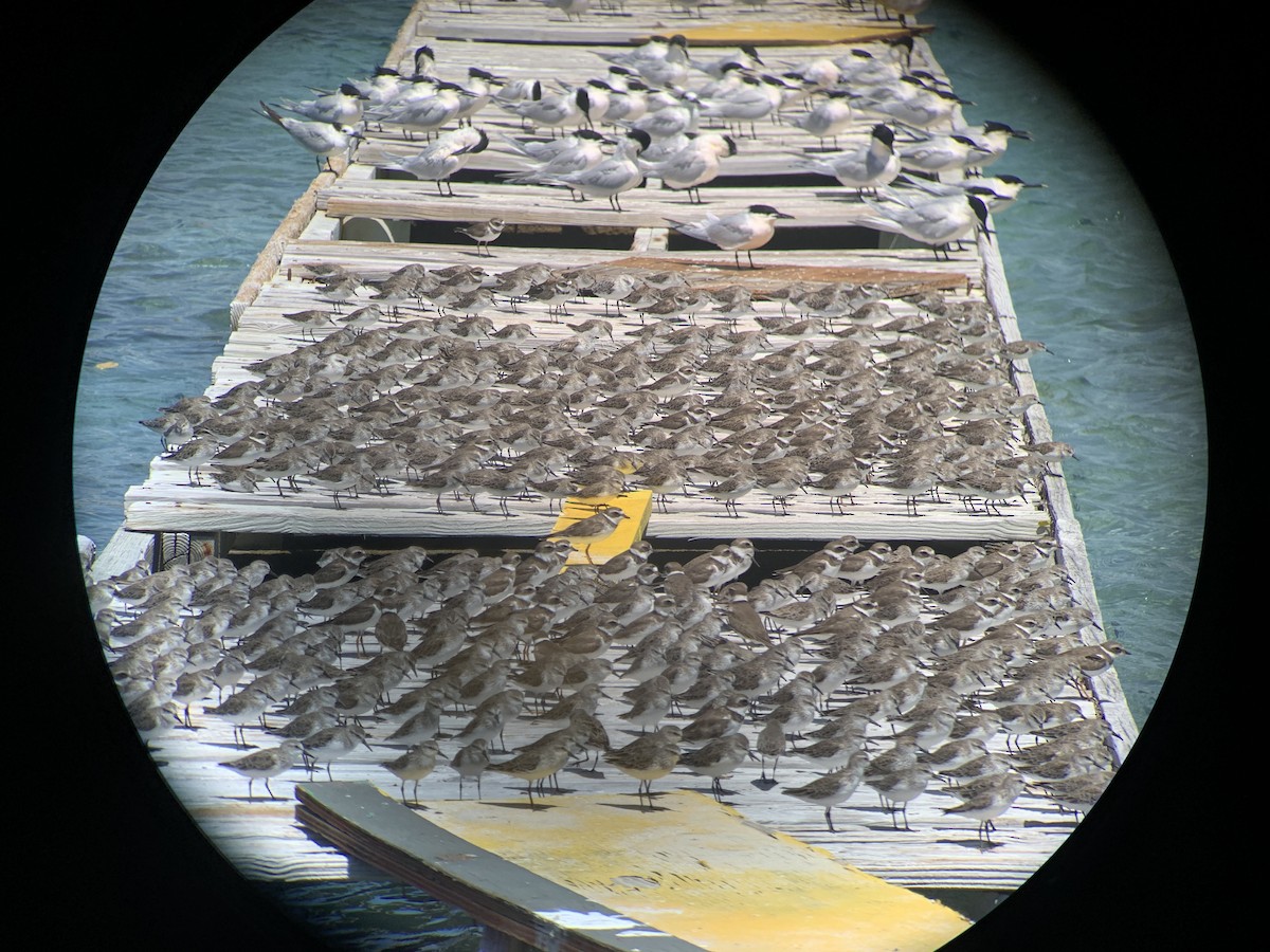 Semipalmated Plover - ML426955911